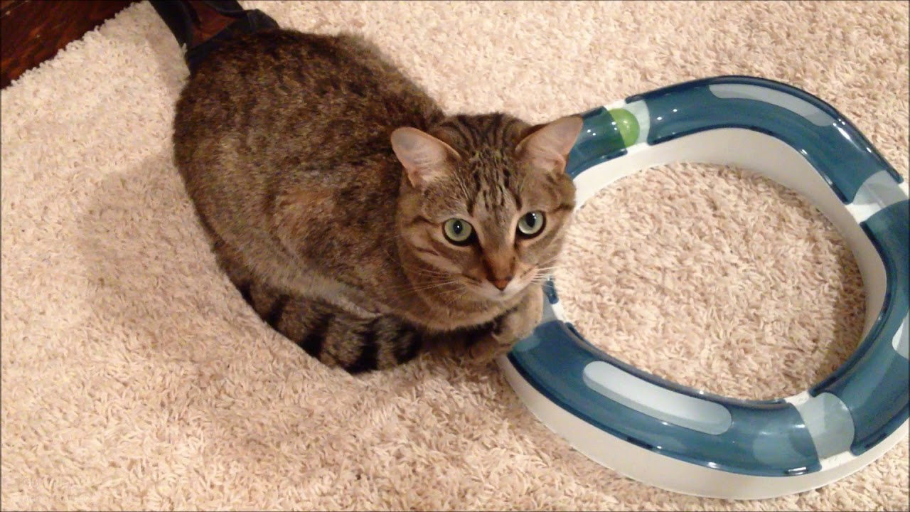 Fun Cat Toy - Oliver's Catit Design Senses Speed Circuit Cat Toy background
