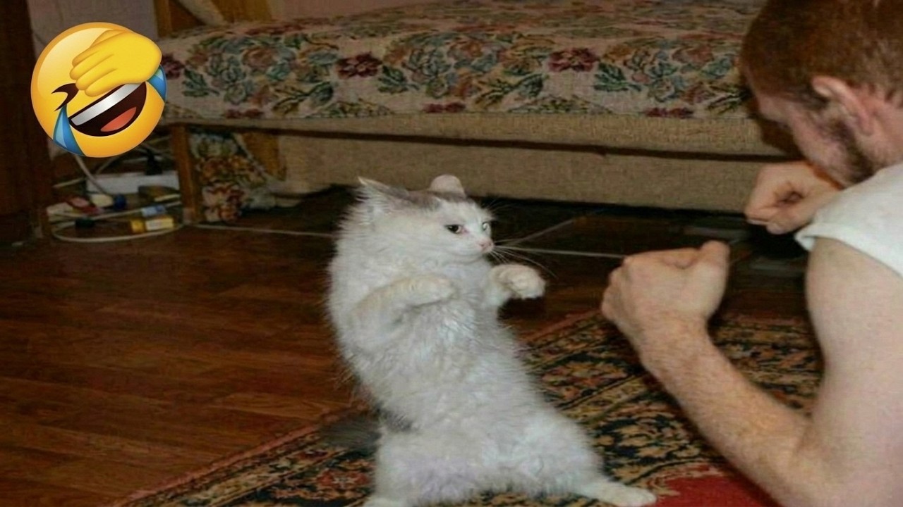 Hilarious Unhinged Cats π Funniest Moments 2026