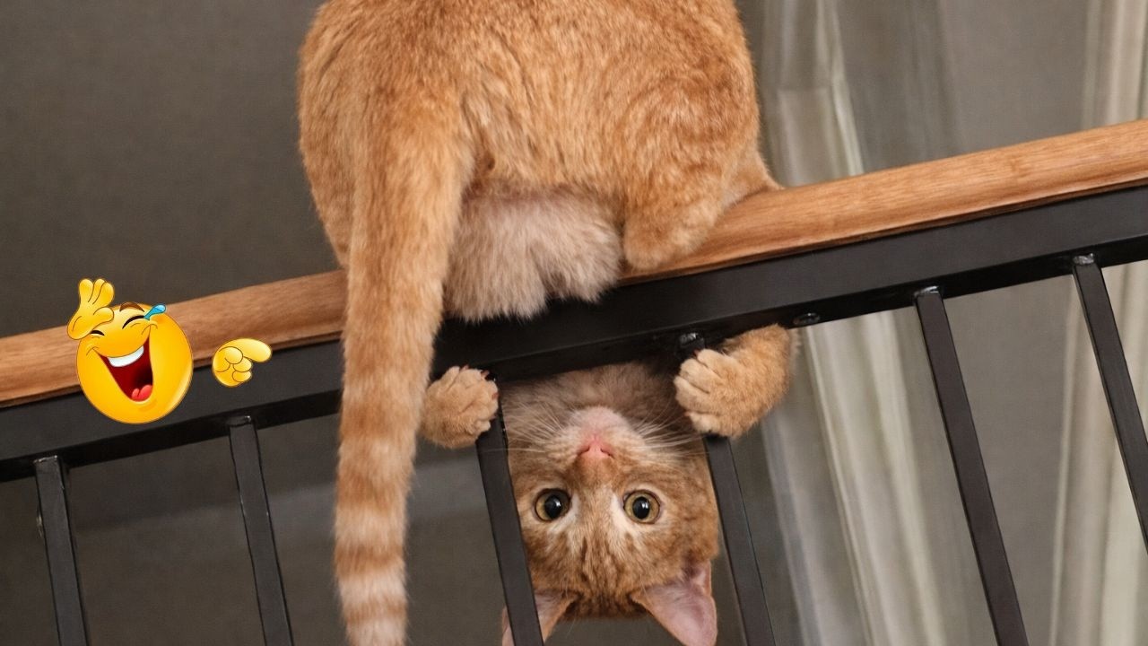 Try Not To Laugh β FUNNY Cats REACTING 2026 π€£π± | Funny Cat Videos π