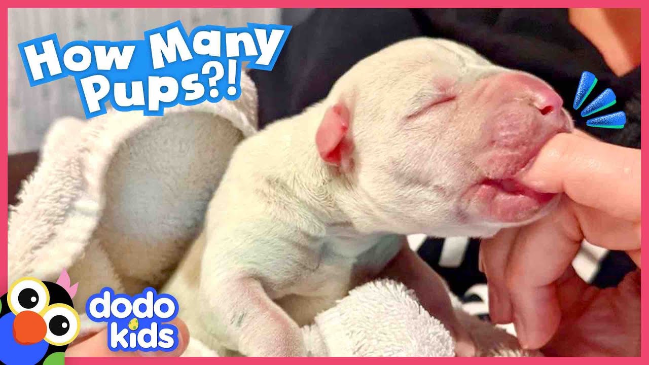 Wait — HOW MANY Puppies Were Born?! | Dodo Kids | Rescued! background