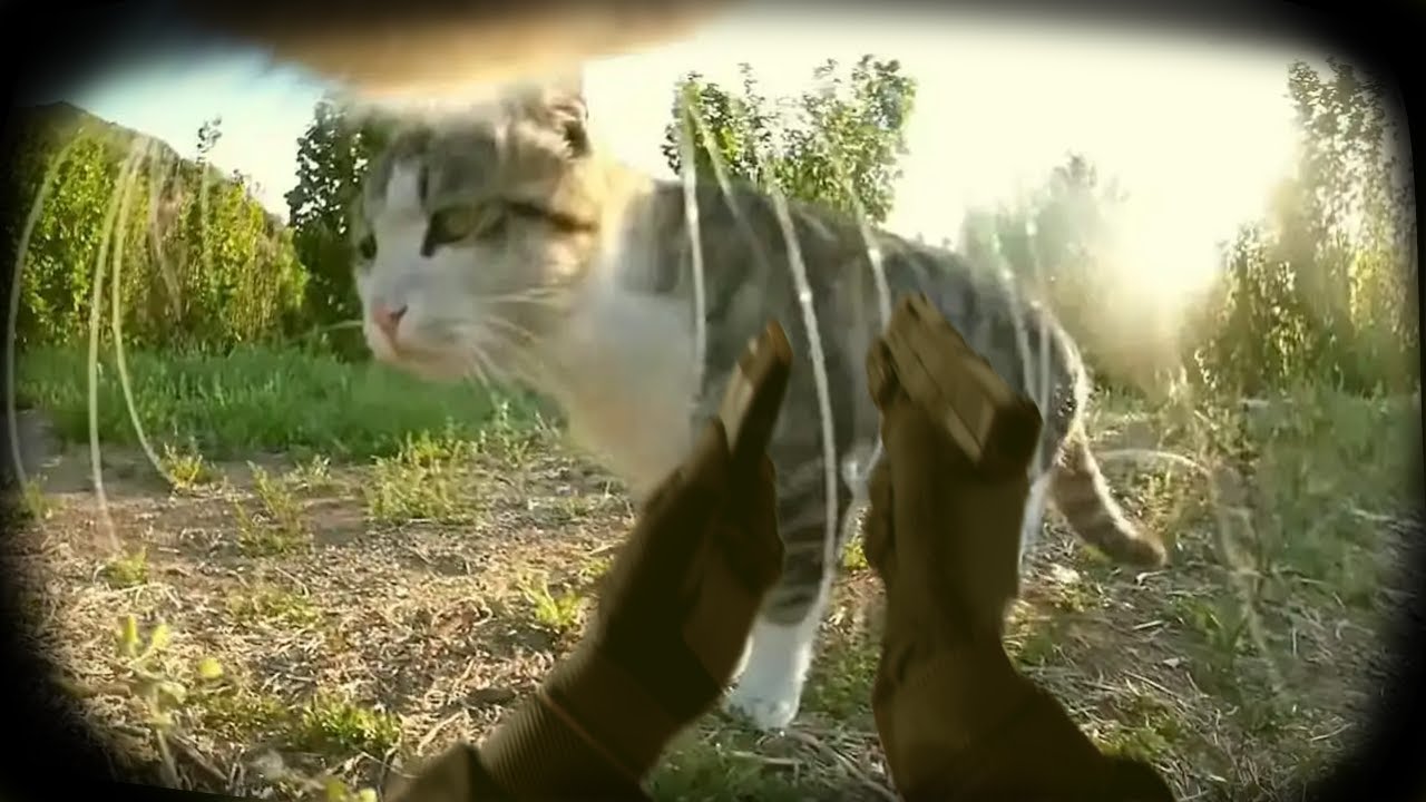 My Cat's GoPro footage (cute) background