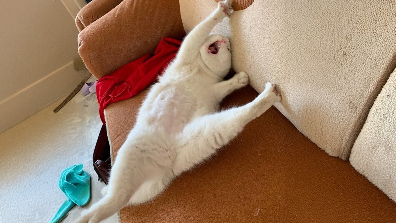 Hilarious Cats Being Unhinged đ Funniest CATS Video 2026 background