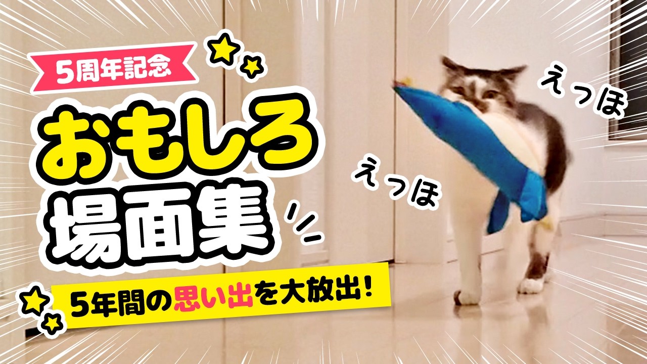 5年間で一番笑ったシーンまとめました【おもしろ場面集】