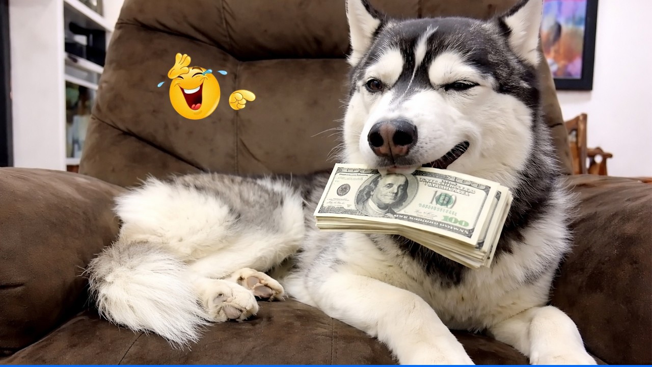 Best Of The 2026 Funny Animal Videos ๐คฃ๐ถ The Funniest Cat & Dog Moments Compilation ๐.