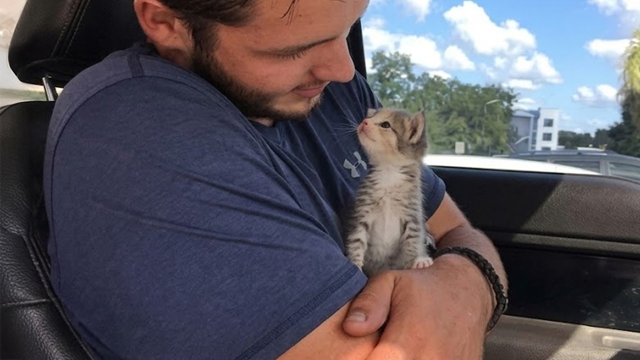 These Cats Learn From Their Humans a Little TOO Well!😹
