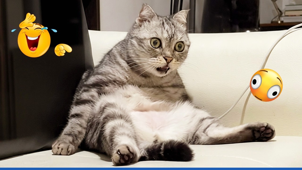 Compilation New Funniest Cat Videos 🤣 Best of Funny Cat Videos