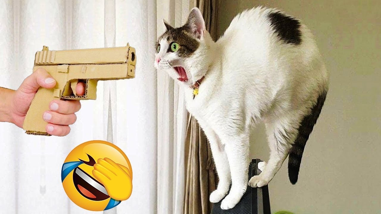 Try Not To Laugh😜Funniest Cats and Dogs Clips 2026😼🐶