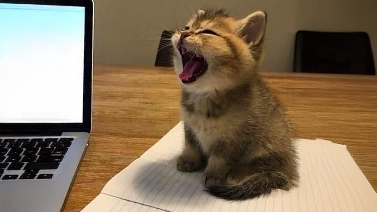 Cute KITTENS Have Too Much Energy 🤣 Funny Cats Video 2026