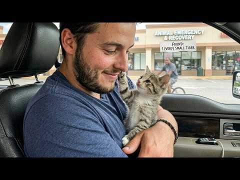 Cute KITTENS Have Too Much Energy 🤣 Funny Cats Video 2026