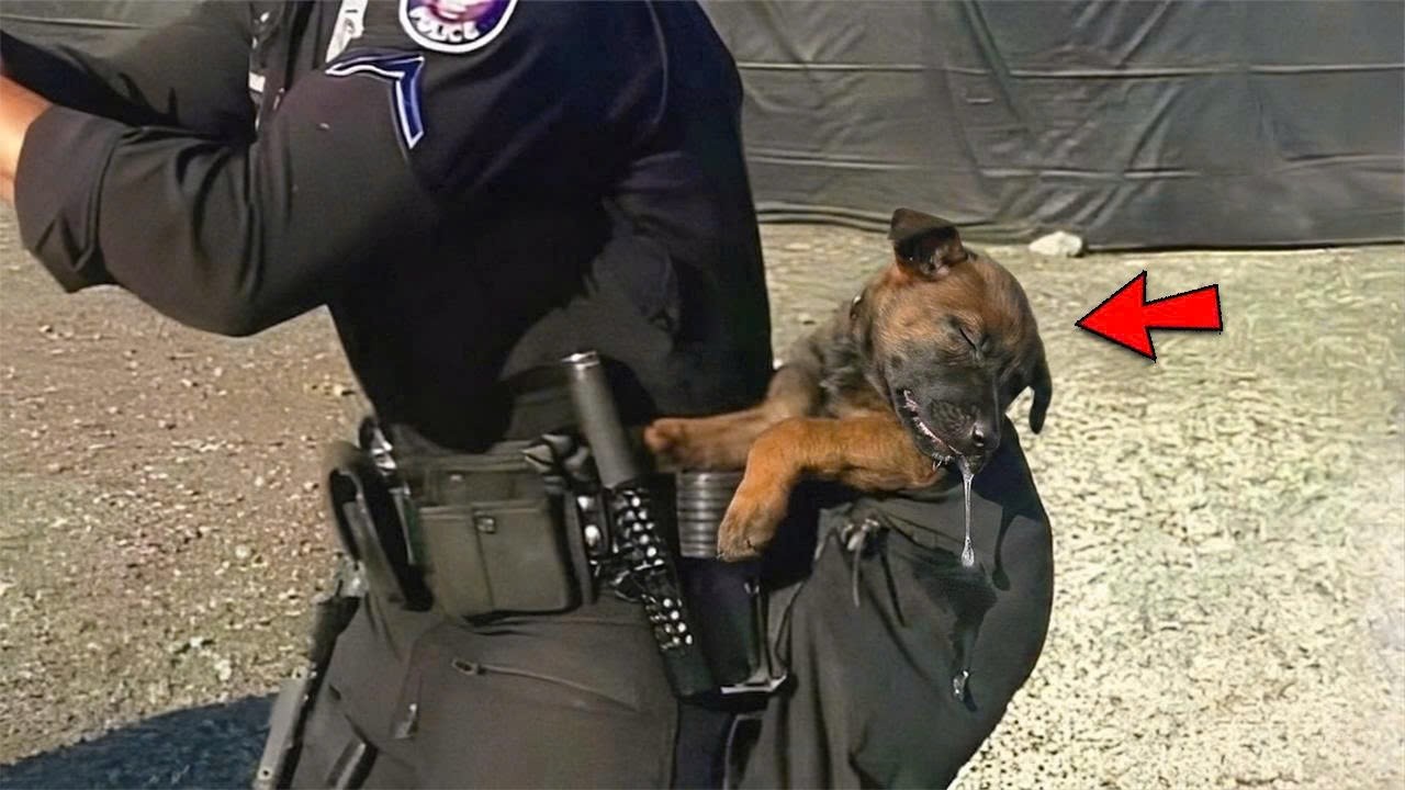 BELGIAN MALINOIS Quits Being a Police Dog ๐ Funniest Dogs Video