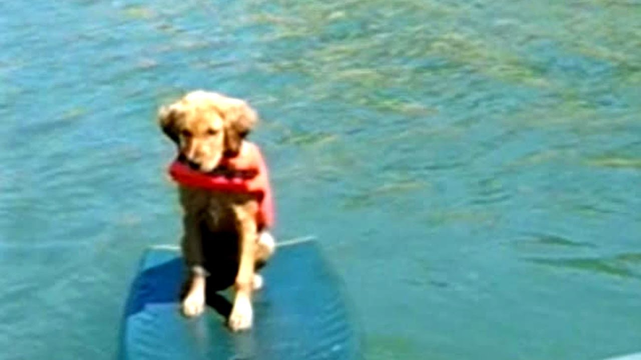 Funniest Pets and People - Hilarious Animal Antics and Laugh Out Loud Moments