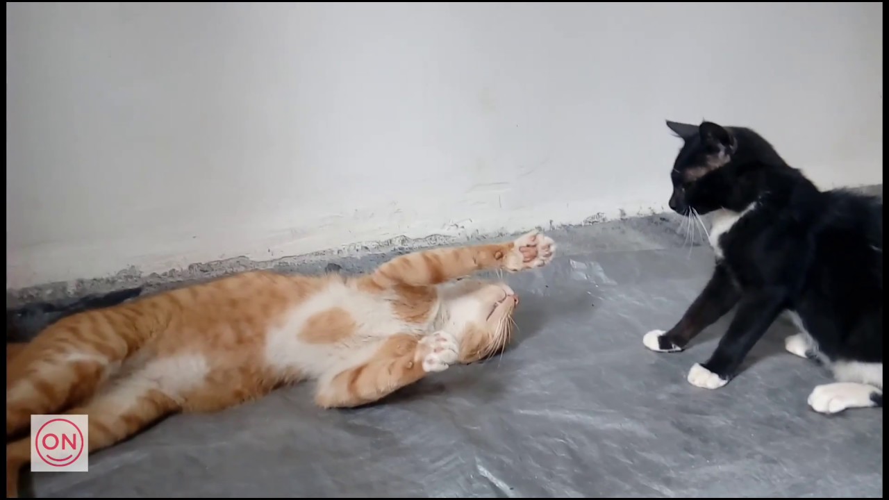 Cat A v/s Cat B!!! || UFC 2017|| Highlights background