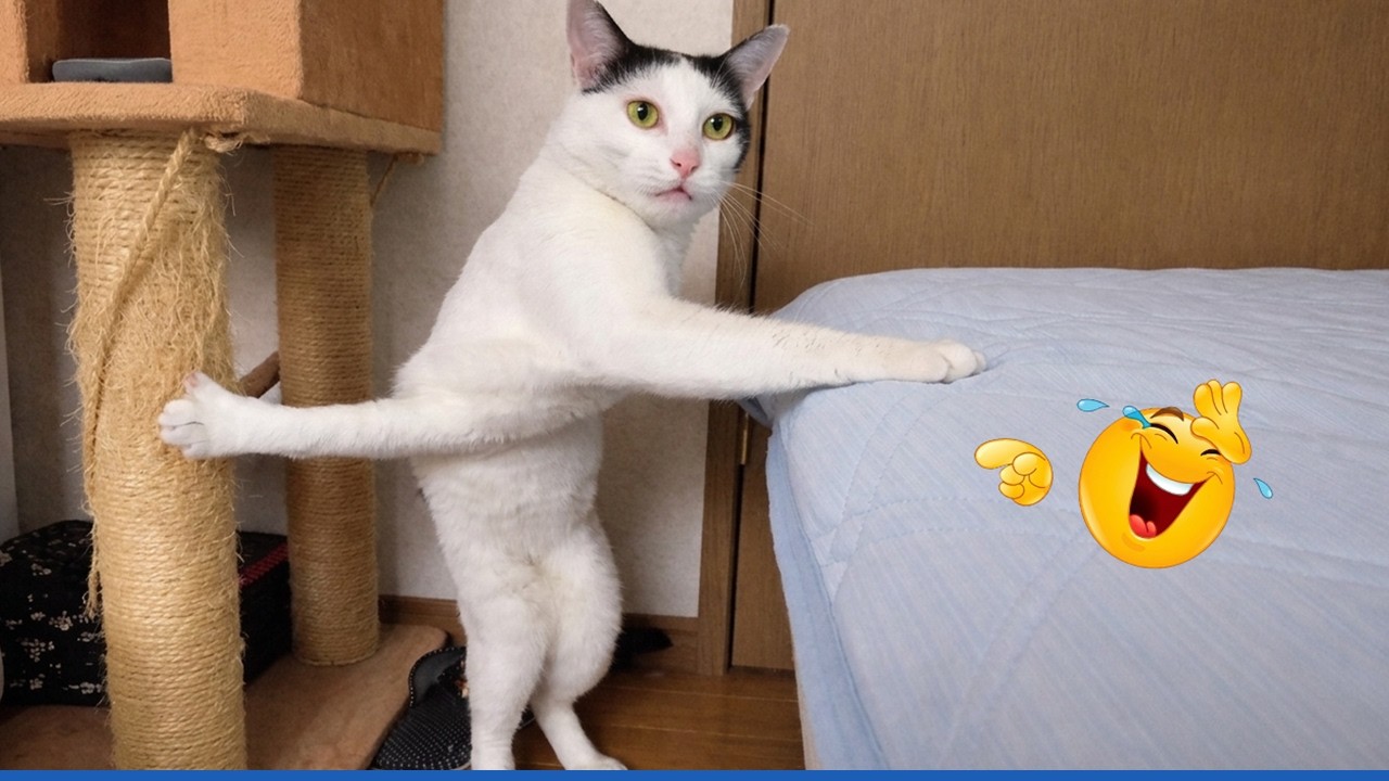 Compilation New Funniest Cat Videos 🤣 Best of Funny Cat Videos