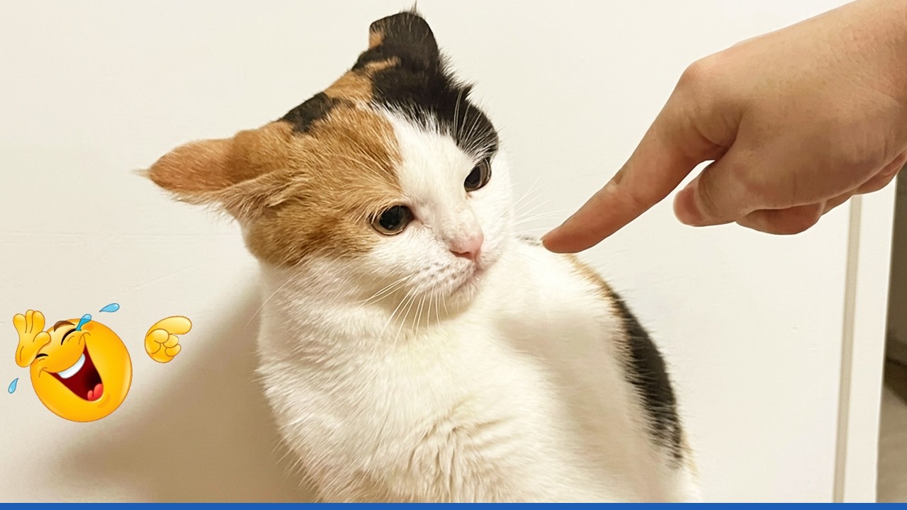 The Most dramatic cats moments ever! ЁЯШВЁЯдг Funny Cat Videos 2026 background