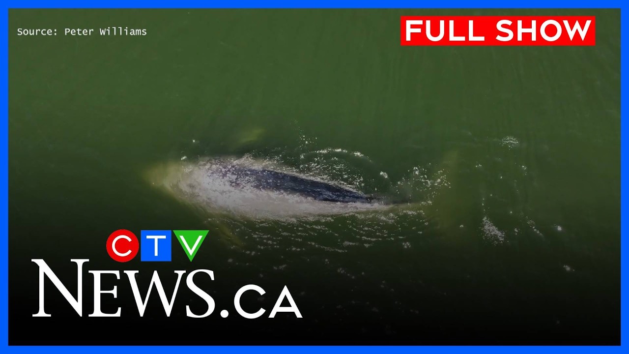 Jet skier hits grey whale | CTV News Vancouver at Six for May 5, 2026