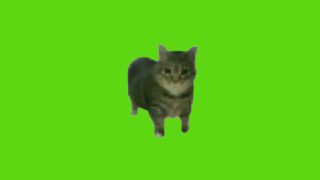 oo ee a e a Cat Green Screen background