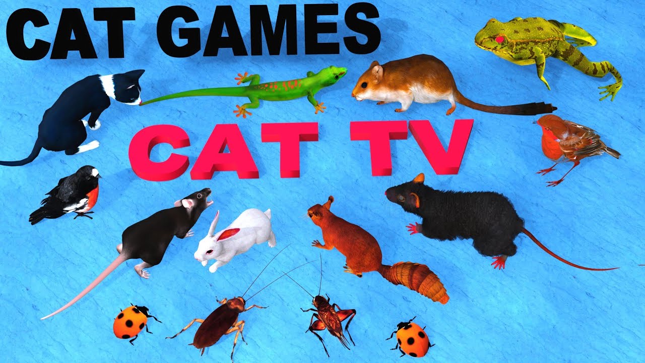 3D Cat Games TV : Rats, Squirrels, Birds for Your Cat 🐭 4 Hours Non-Stop CAT Games