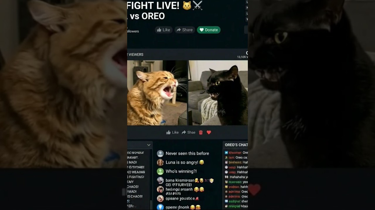 π΄ LIVE Cat Chaos Compilation | Funniest Cat Moments Ever #Live #YouTubeLive #LiveStream