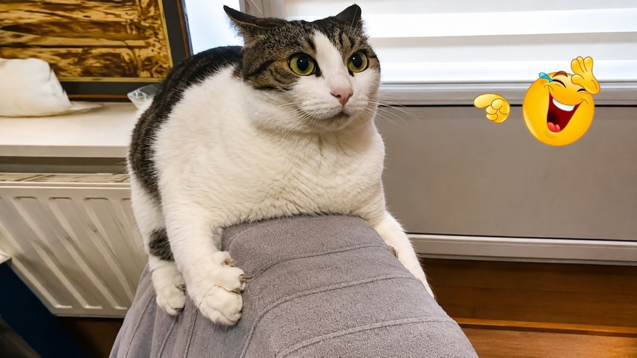 Funny Cat Compilation 2026π | When Cats BEING CATS π€£π±