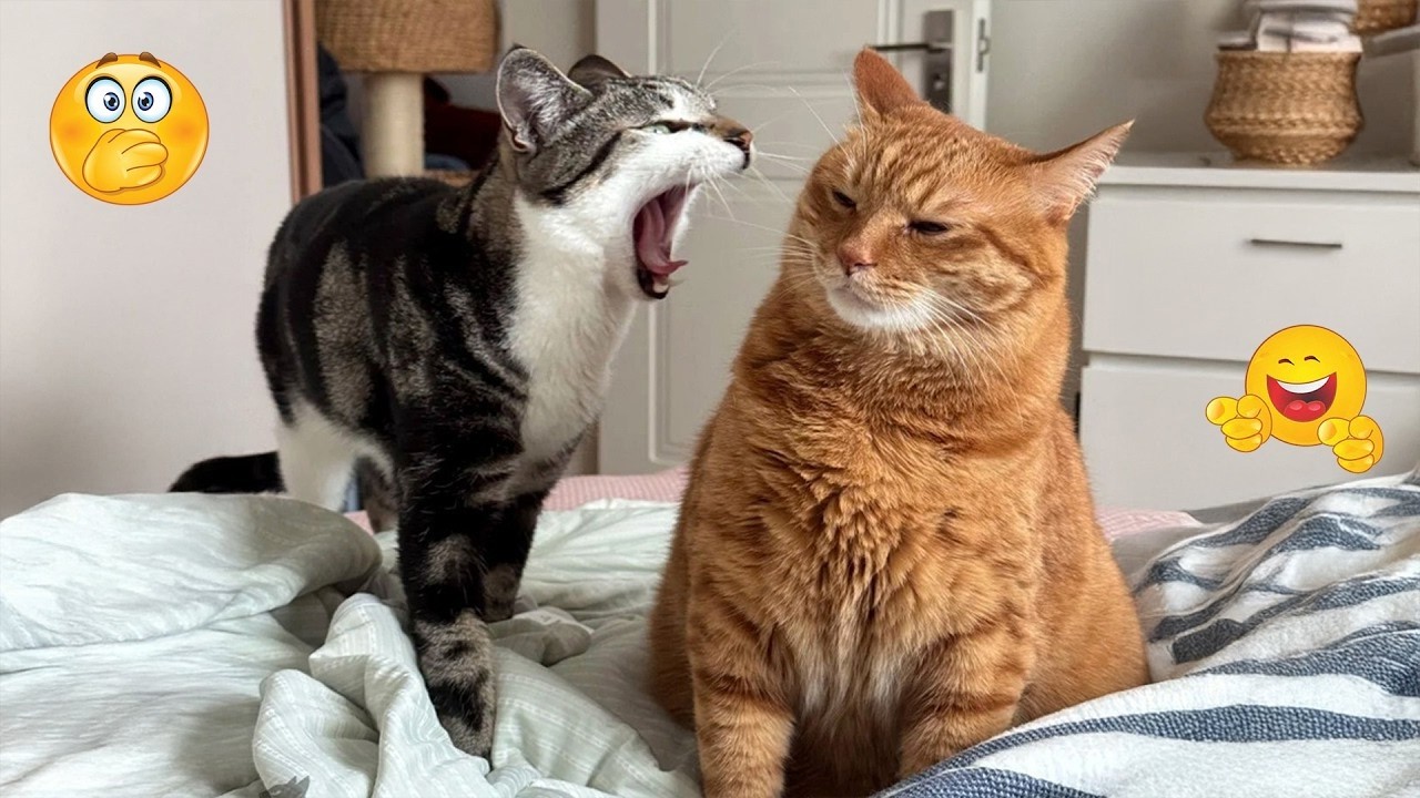 When Cats Meet Each Other 😹 | Funny Cat Moments 2026 😂