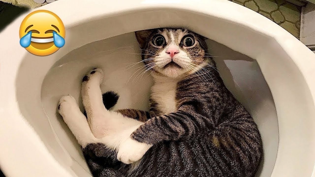 Compilation New Funniest Cat Videos 🤣 Best of Funny Cat Videos