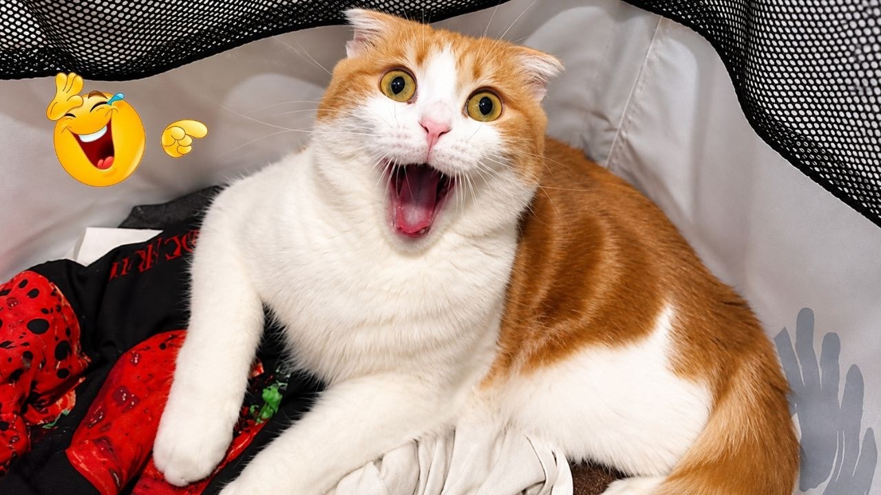Funny Cat Compilation 2026π | When Cats BEING CATS π€£π±