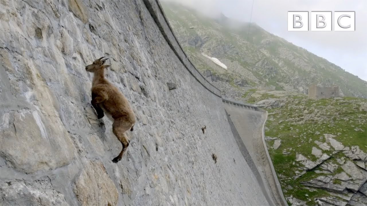 The incredible ibex defies gravity and climbs a dam | Forces of Nature with Brian Cox - BBC background