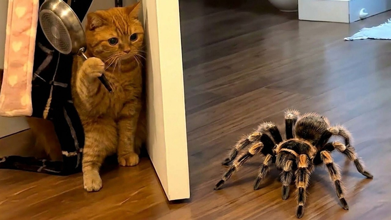 Cute Animal Clips That Somehow Keep Getting More Chaotic Every Minute 🤣🐶🐱
