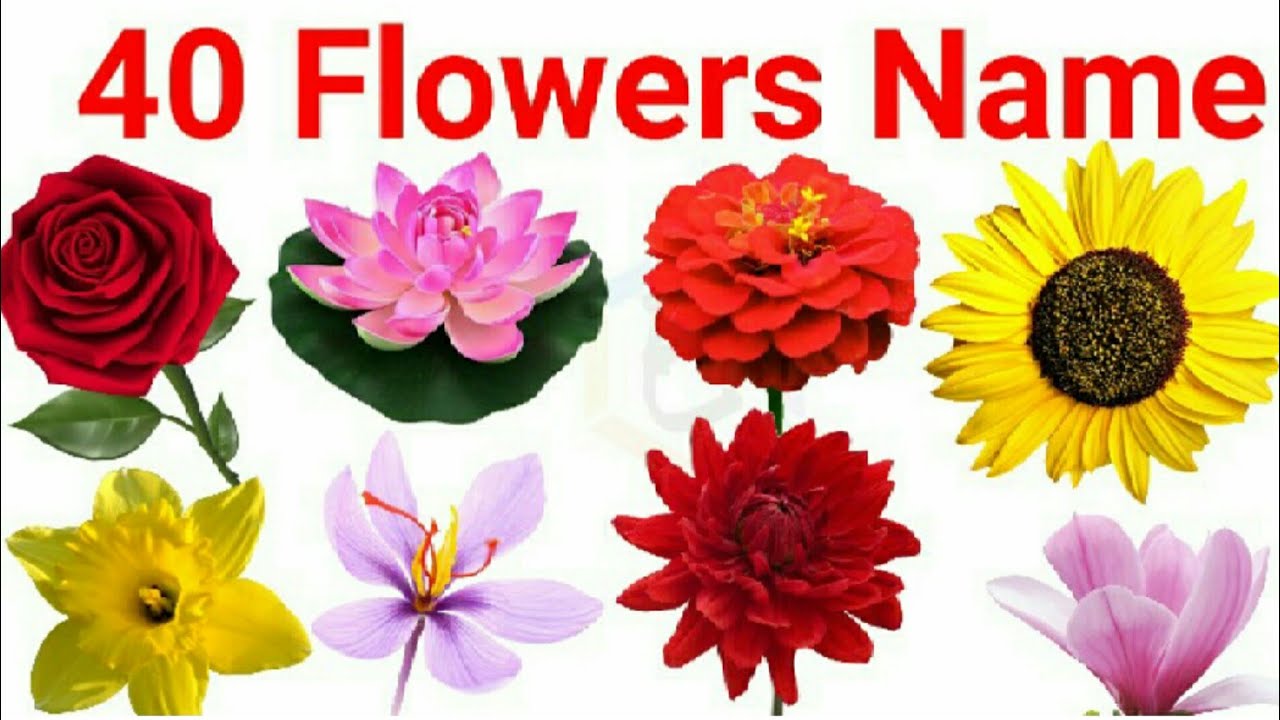 flowers name, 40 flowers name, flowers name with spelling background