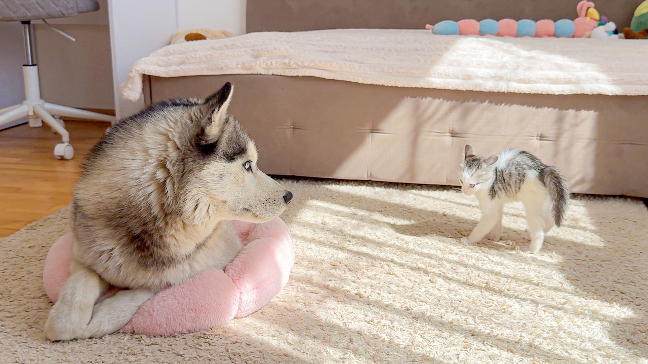 Tiny Kitten Finds Giant Husky in His Bed… Funniest Reaction Ever!