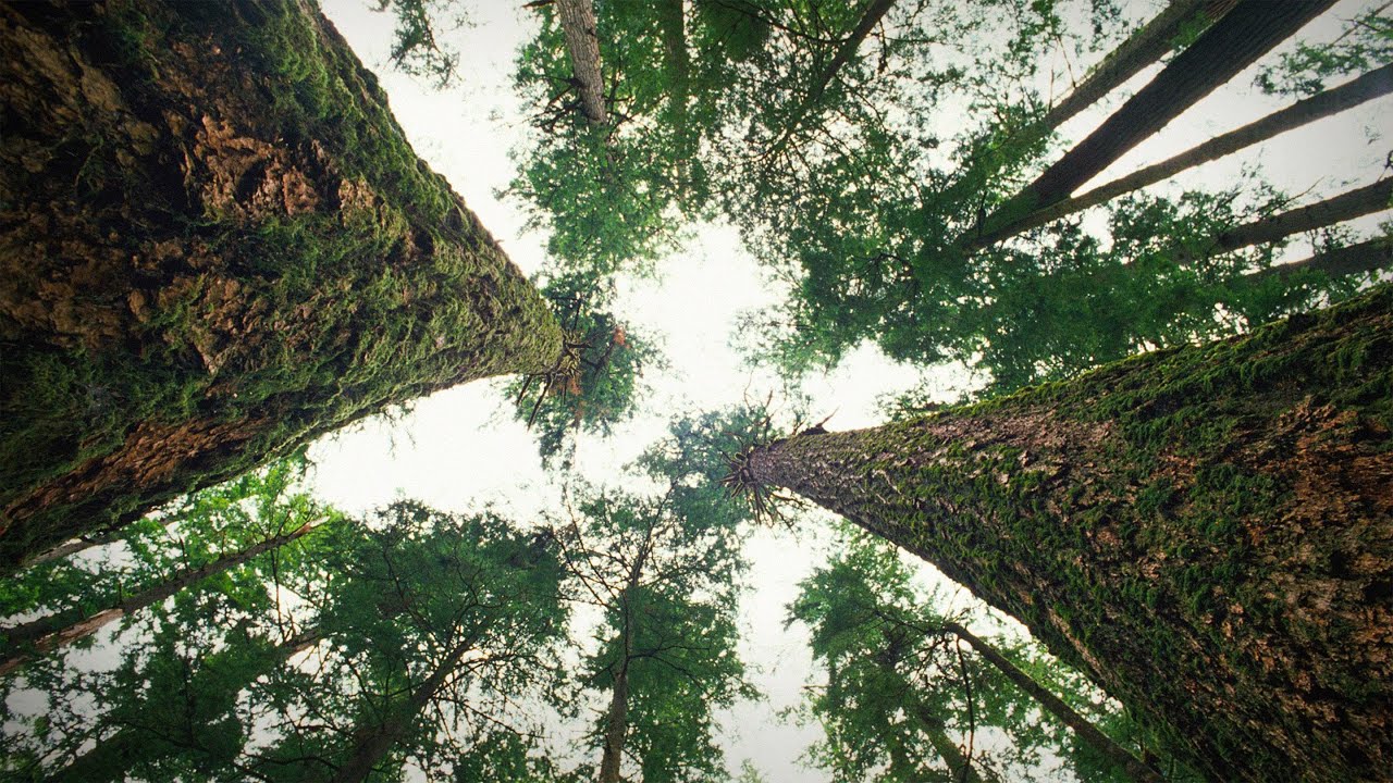 Nature background