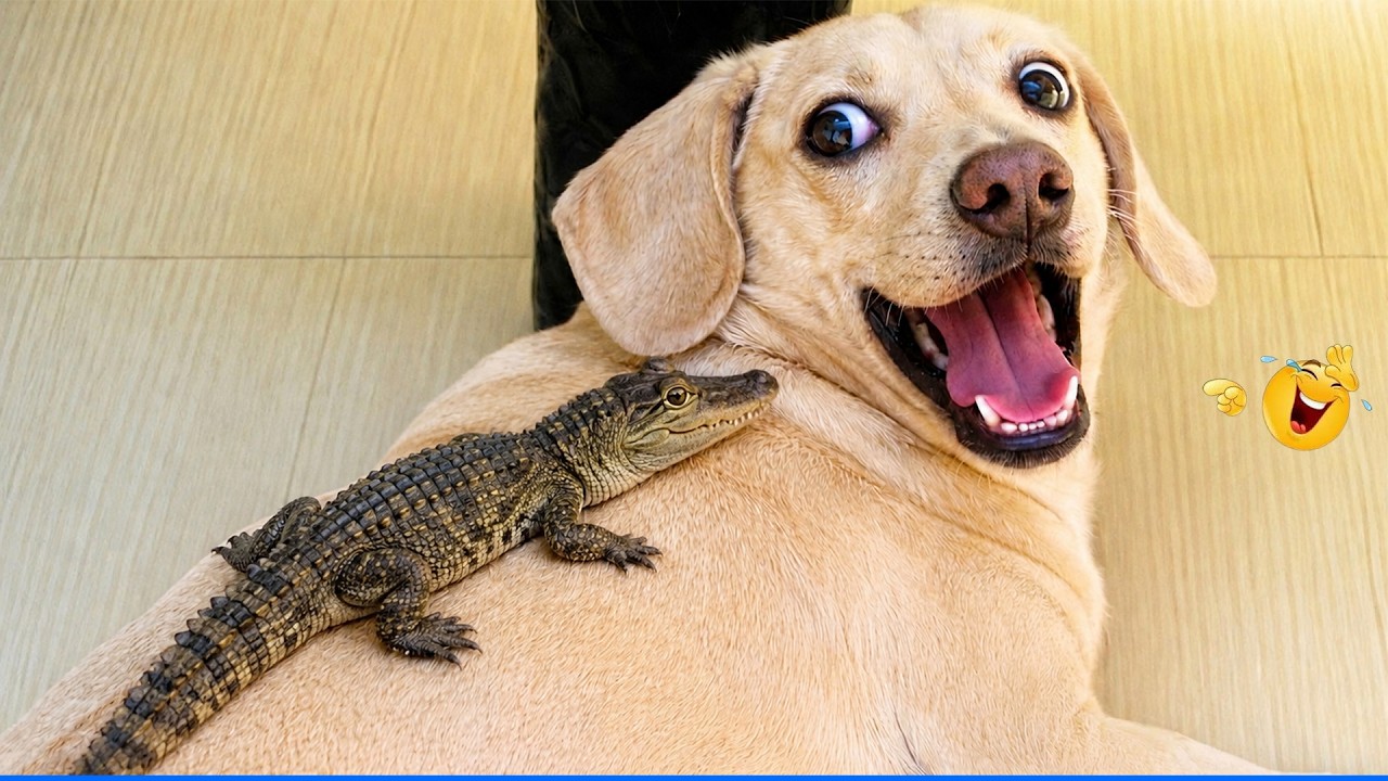 Best Of The 2026 Funny Animal Videos ๐น๐ถ Cat and Dog Videos That Don't Disappoint You.