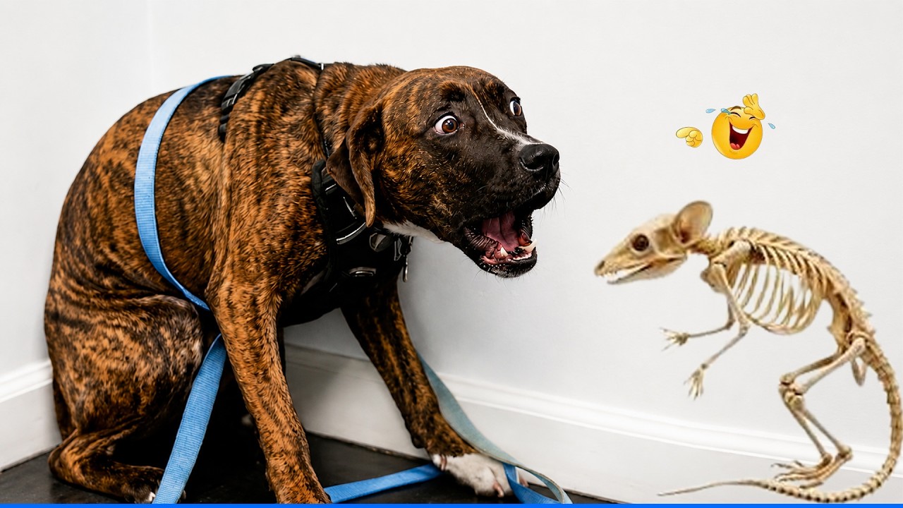 You Will Die Laughing At These Animals đčđ¶ The Funniest Animal Antics Caught On Camera! background