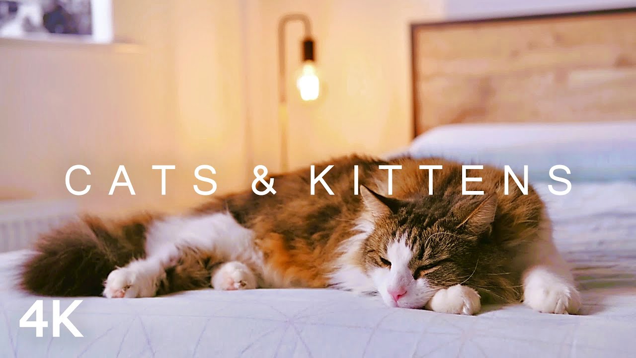 CATS & KITTENS in 4K | 2 Hours | Relaxing Ambient Piano Music Cute Pets background