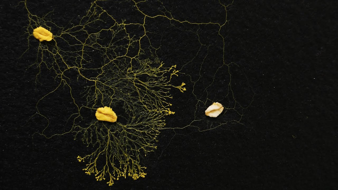 Mind-bending talks about biologically inspired art
