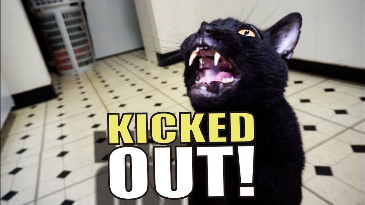 Talking Kitty Cat 51 - Kicked Out! background