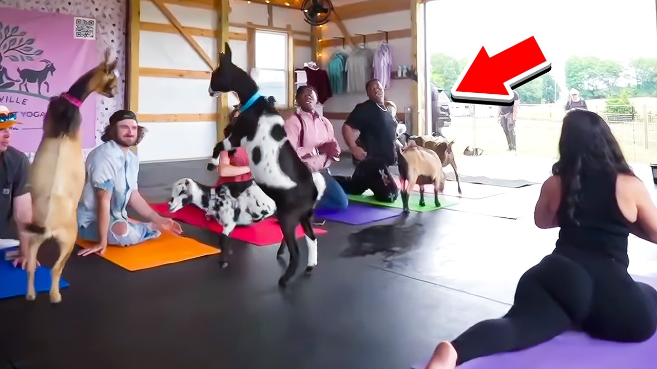 iShowSpeed Does Yoga With Goats.. background