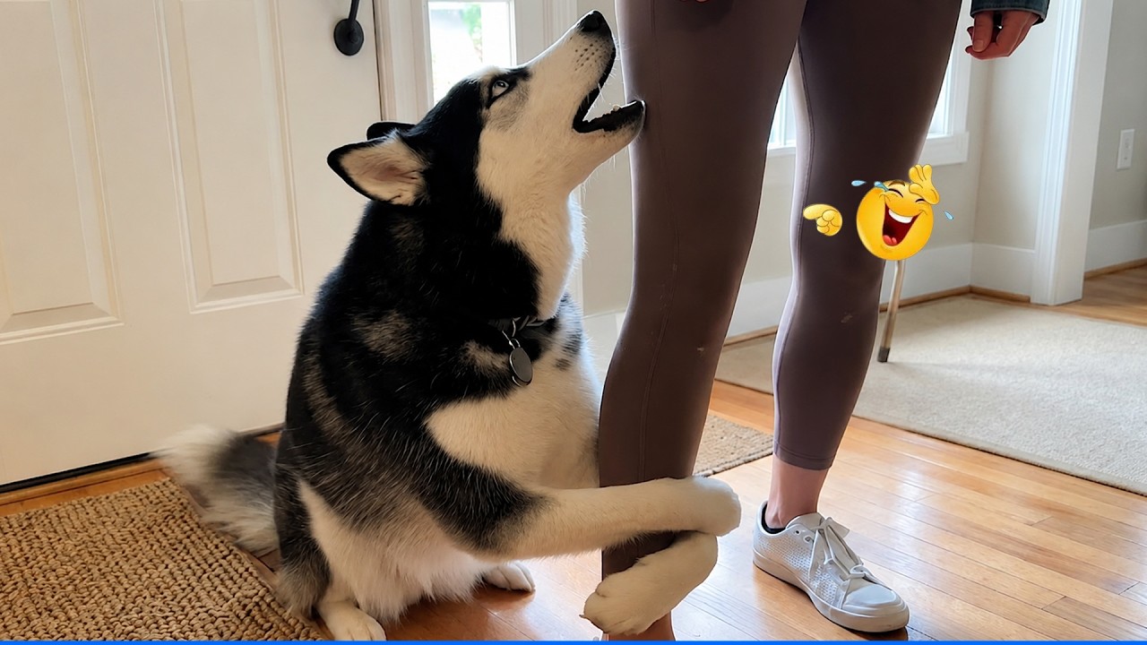 Super Funny Animal Videos 😹🐶 You Will Die Laughing Because Of These Dogs And Cats🐾