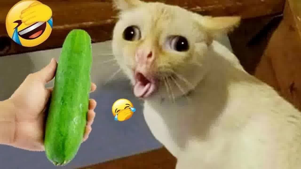 Funniest Dogs and Cats Videos 2026😼🐶Try Not To Laugh😜