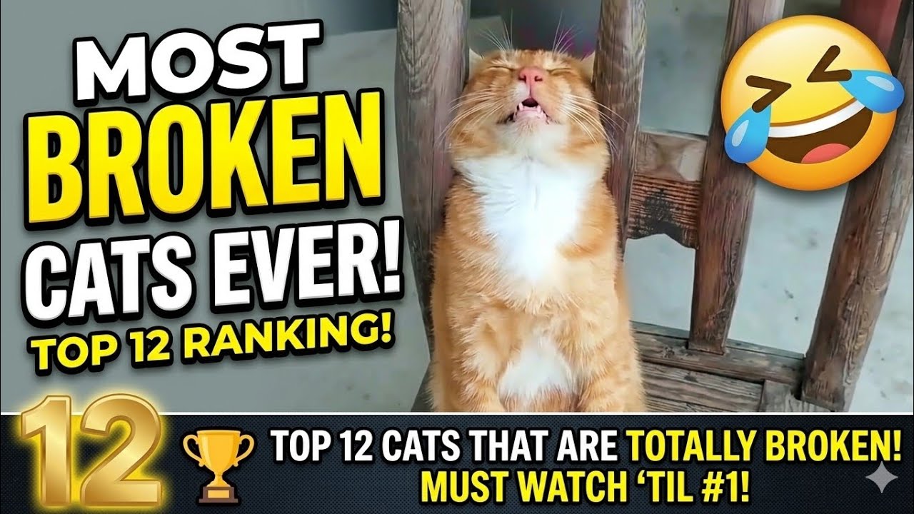 Top 12 Funniest Cat Moments That Will Make You Cry! 😂🐱#FunnyCats#CatCompilation#TryNotToLaugh