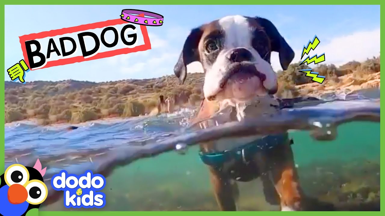 Grumpy Dog Took Our Socks And Towels…But Why??? | Dodo Kids | Bad Boys & Girls background