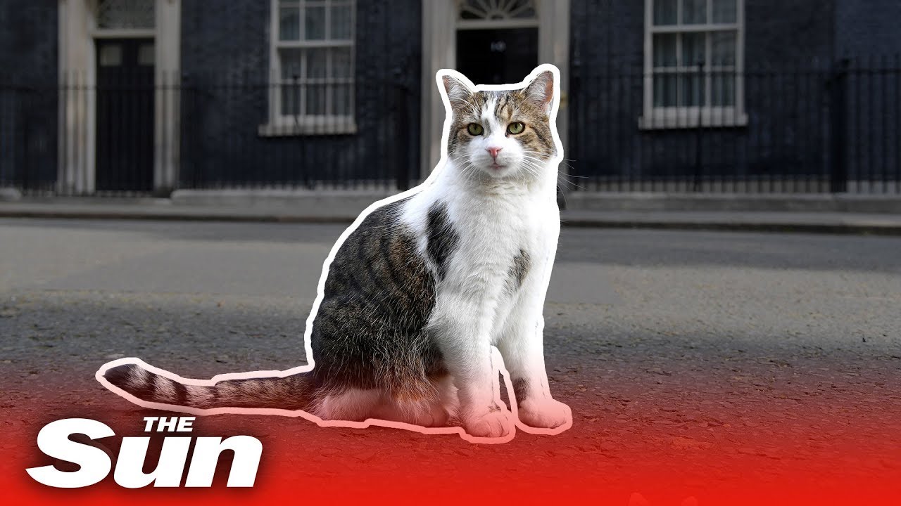 Larry the Downing Street cat’s best moments background