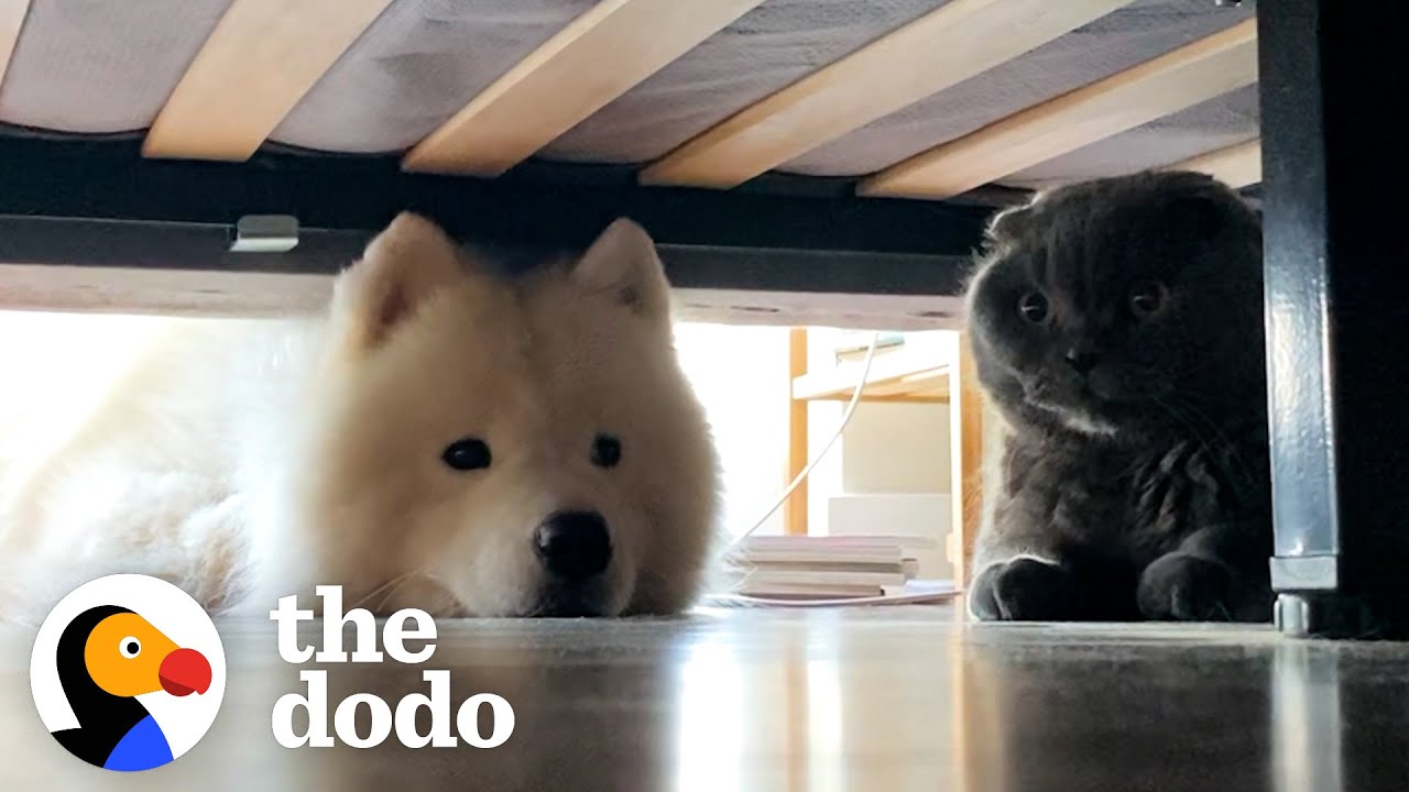 5 Times VERY Persistent Dogs Convinced Cat Siblings To Love Them Back | The Dodo background