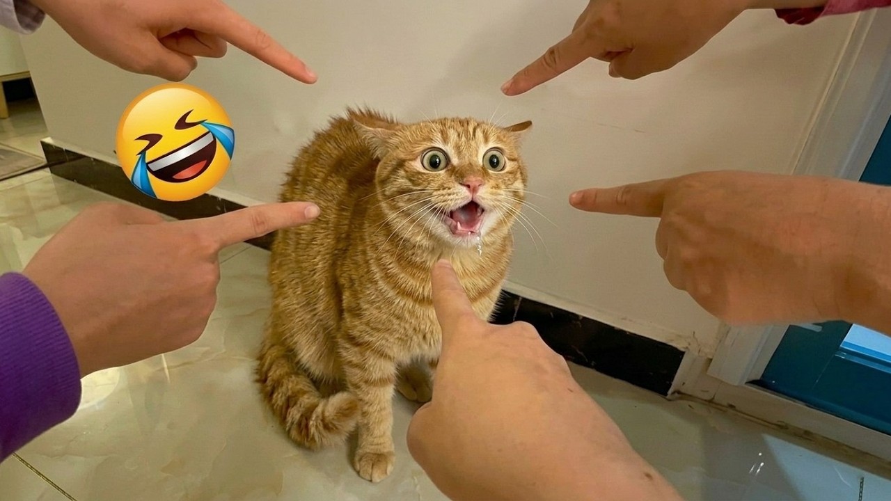 TRY NOT TO LAUGH π Funniest Cats & Dogs Ever Caught on Camera πΎ