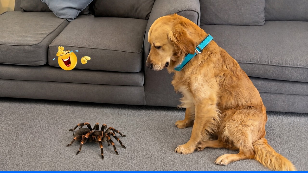Funny Pet Videos Compilation 😹🐶 Funniest Cat & Dog Moments Ever Recorded.