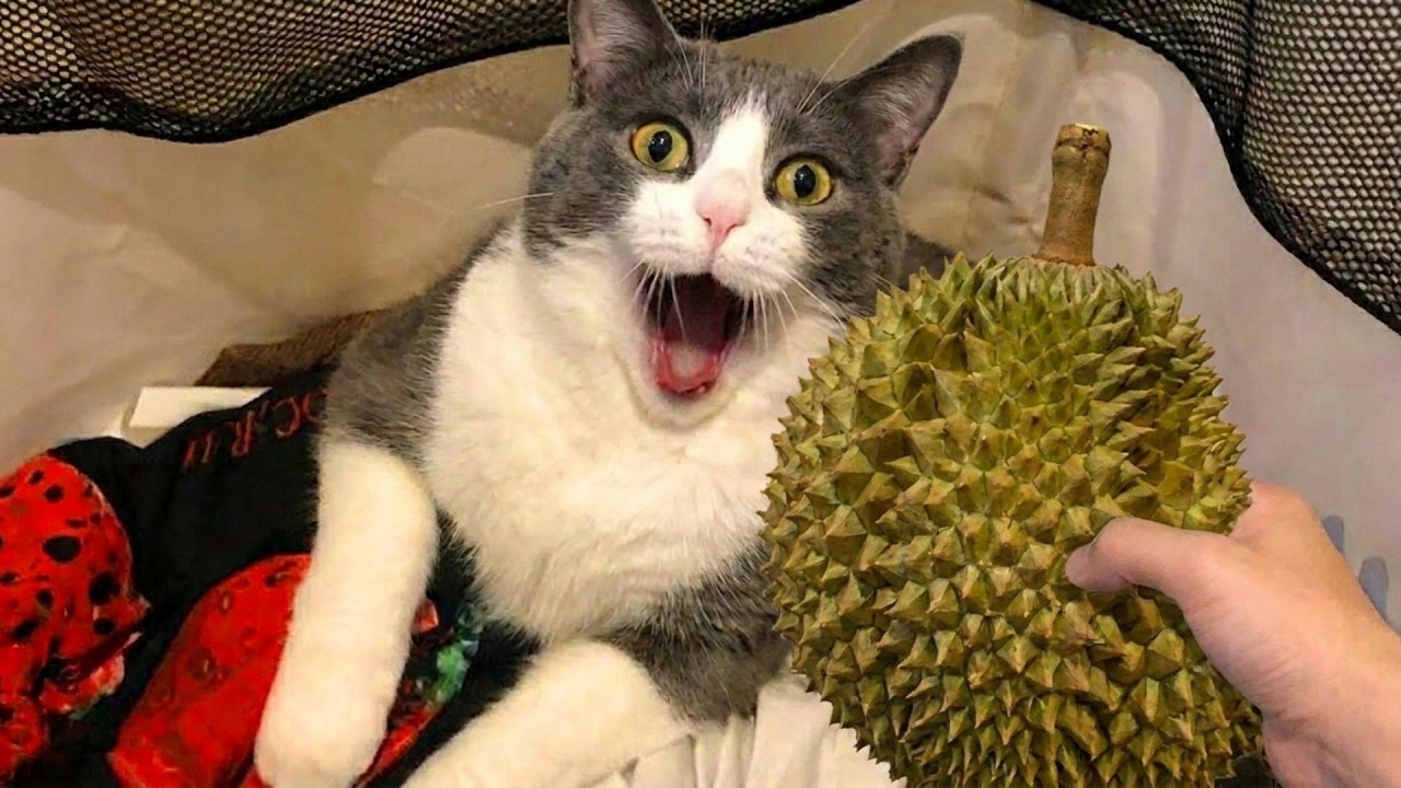 Funny Pet Moments That Keep Getting Wilder the Longer You Watch ๐๐ถ๐ฑ