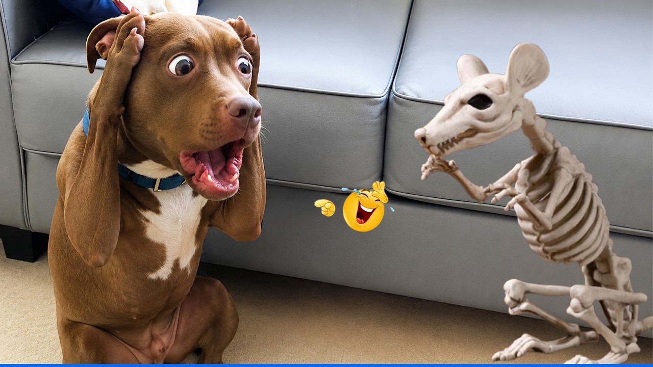 Funny Animals 2026 😂The Funniest Cat & Dog Moments Compilation 😁.