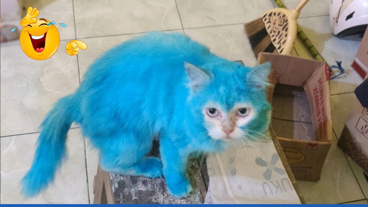 Compilation New Funniest Cat Videos 🤣 Best of Funny Cat Videos