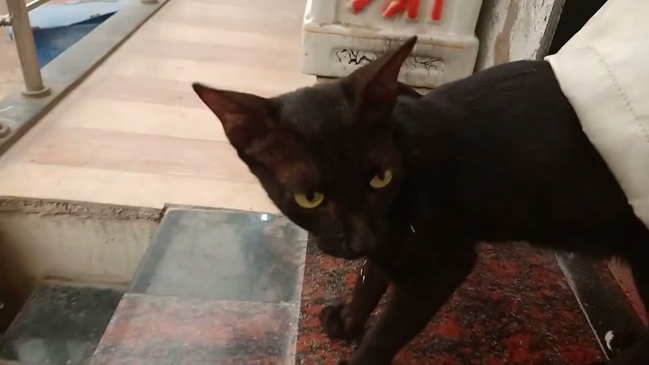 This Cat's Reaction Will Make Your Day ๐๐ฑ | Funniest & Cutest Moments Ever Caught on Camera!