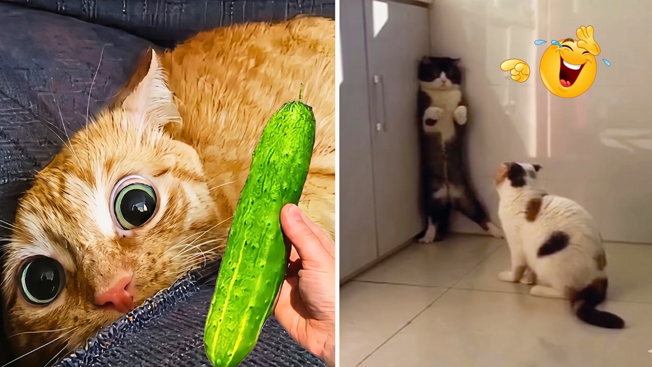 Try Not to Laugh! 😹 Funniest cat's Moments you'll Ever see|Funny animals videos background